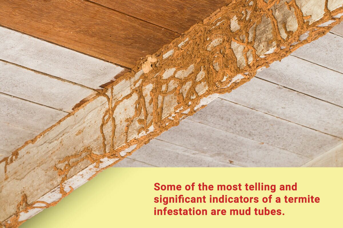 What Are Termite Mud Tubes? - Dodson Pest Control