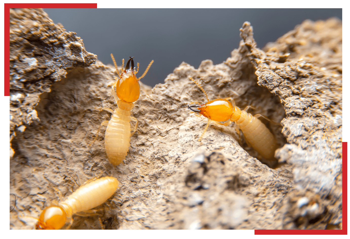 What Does A Termite Nest Look Like? - Dodson Pest Control, image size:1382x944