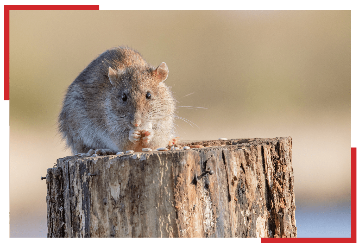 What Do Mice Eat?