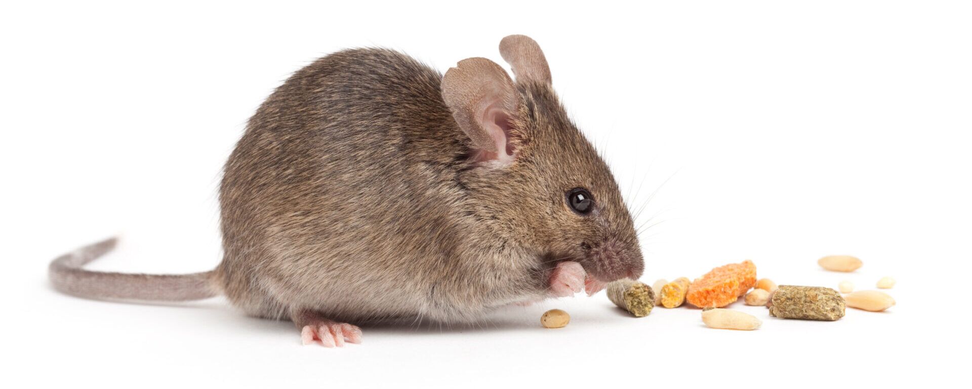 do mice eat cigarettes What Do Mice Eat?