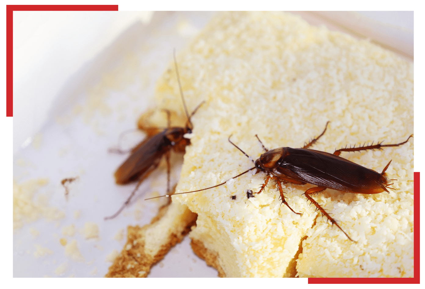 What Brings Cockroaches: Shocking Reasons You Must Know