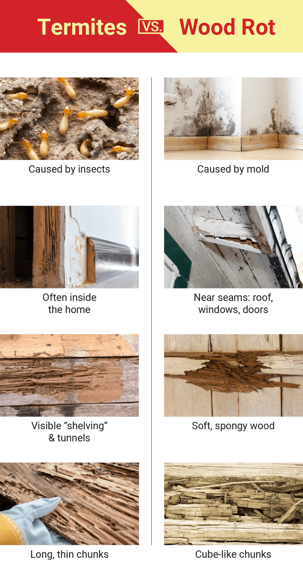 Termite Damage Vs Water Damage: Know the Difference